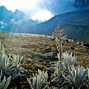 Frailejón de superparamo