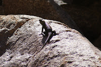 DSC01098.JPG (Desert Sands Mobile Home Park, California, United States) Photo