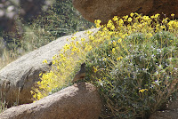 DSC01134.JPG (Desert Sands Mobile Home Park, California, United States) Photo