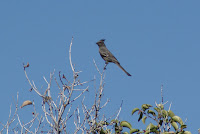 DSC01143.JPG (Hellhole Palms, California, United States) Photo