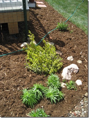 Shredded cedar mulch Shredded cedar mulch