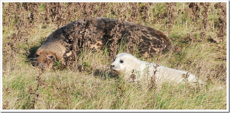 mother and seal pup at donna nook