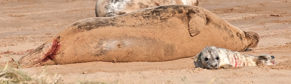 [newborn seal pup lying beside its mother[5].jpg]