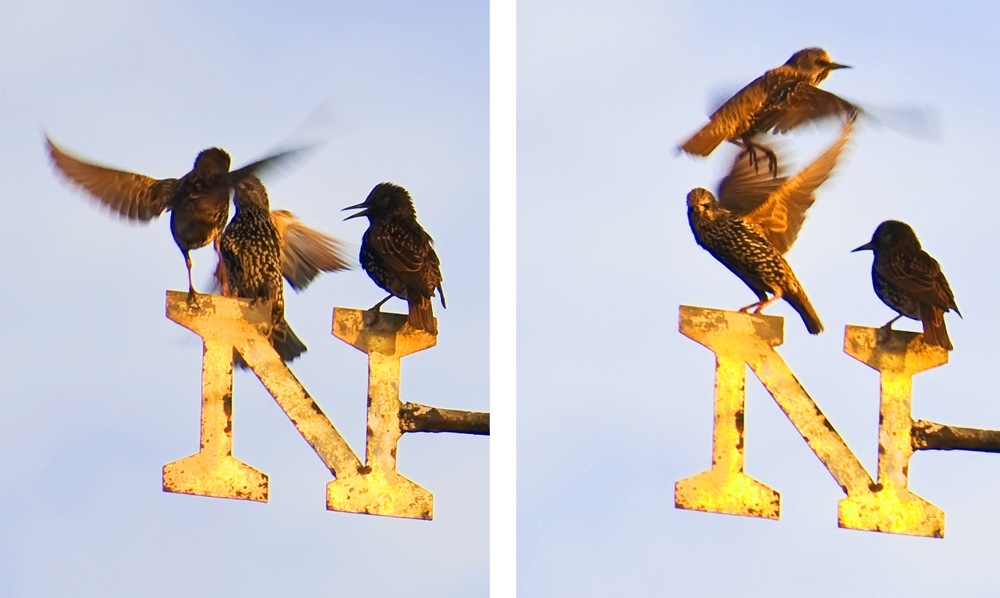 [squabbling starlings[38].jpg]