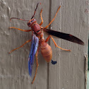 Paper wasp