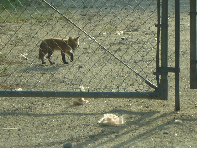 [baby fox on Mayall road3[5].jpg]