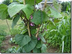 purplebeans