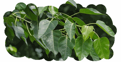 Daun hijau..