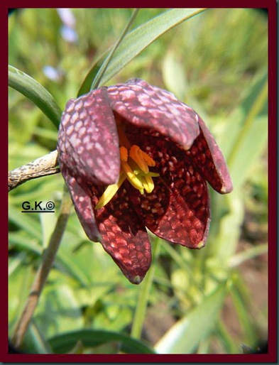 x Schchbrettblume a x Schchbrettblume a