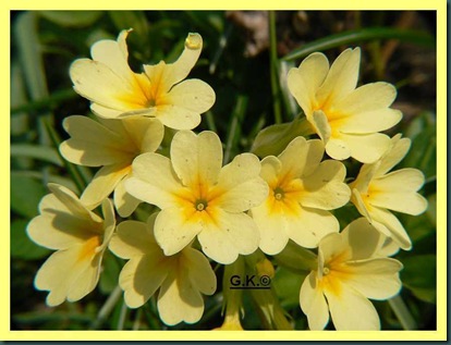 x Schlüsselblumen x Schlüsselblumen