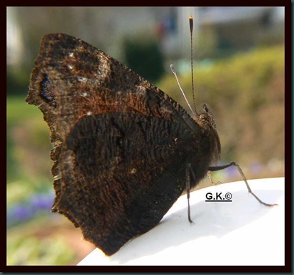 x Schmetterling x Schmetterling