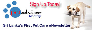 animal clinic newsletter