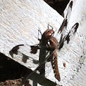 Common Whitetail
