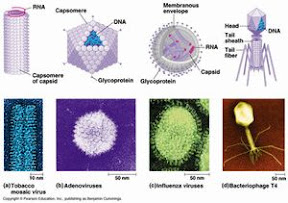 viral shape