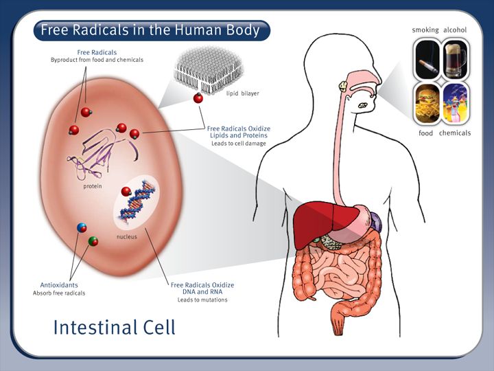Free Radical in the Human Body
