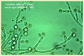 candida albican