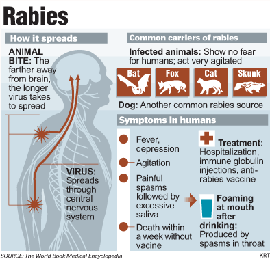 rabies