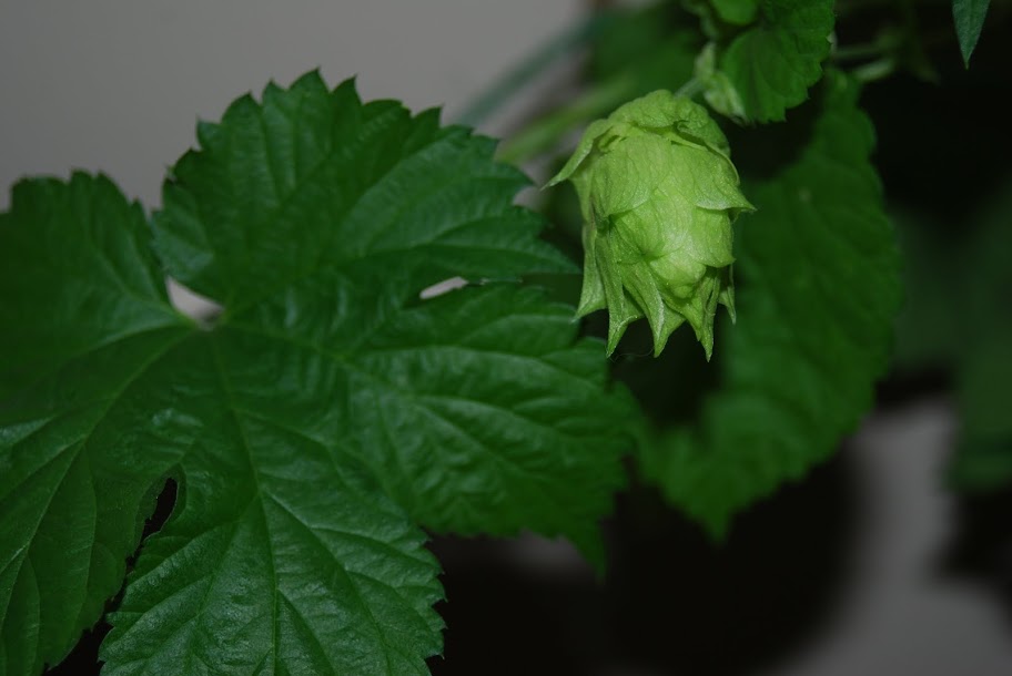 Hop Watch 2010