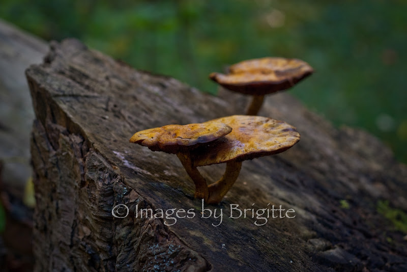 IMAGE: http://lh6.ggpht.com/_U2mqFHIpM1c/TLyO-DaRhGI/AAAAAAAAEXM/Kt4JvZ0LAFI/s800/October%20161IMG_3130.jpg