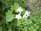 P1030083.JPG