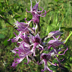 IMG_6827.jpg
