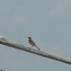 IMG_7756.jpg