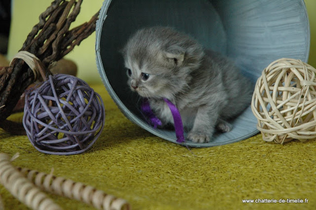 Chaton