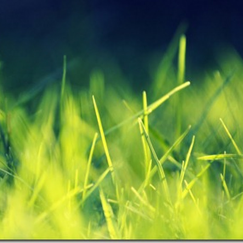Playing With Sunlight / green grass wallpaper