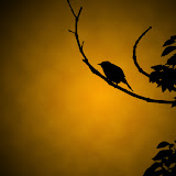 bird-orange.jpg