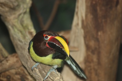 [toucan1[2].jpg]