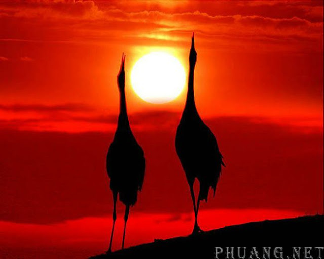 夕阳下的鹤!