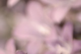 Dreamy_Violets.jpg Dreamy Violets