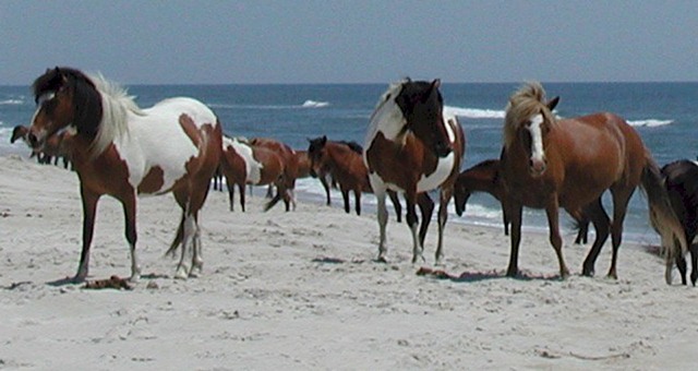 [Horses on beach[4].jpg]