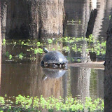 Mad race to the the tree- Lake Charles LA