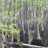 Bayou country