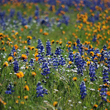Wildflowers on the way to Sedona...aah!