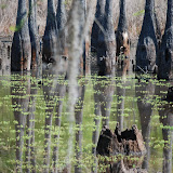 Bayou madness