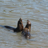 Seals dance