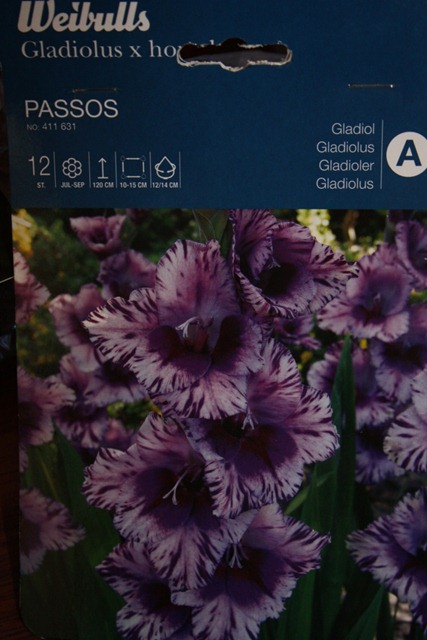 [gladiol passos[12].jpg]