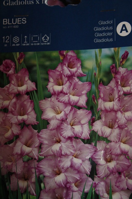 [gladiol blues[6].jpg]