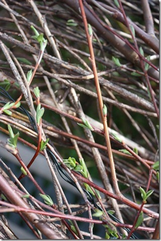 [IMG_6842_thumb[4][3].jpg]