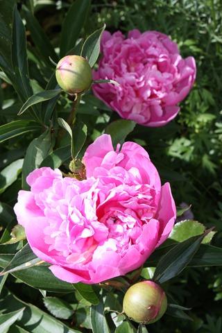 [IMG_77042.jpg]
