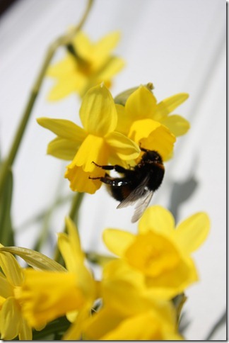 [IMG_5799_thumb[4][4].jpg]