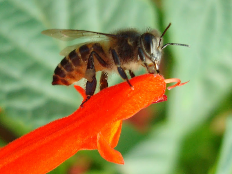 Honey Bee at Lalbagh - II Honey Bee at Lalbagh - II