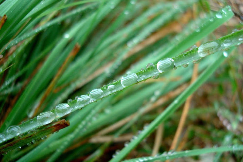 Droplets of Rain on the Grass at Siddara Betta Droplets of Rain on the Grass at Siddara Betta