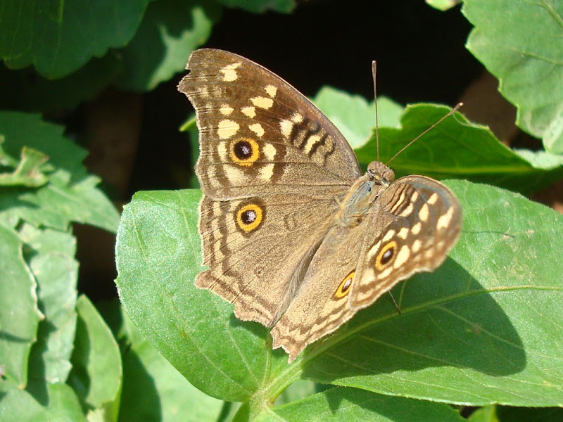Butterfly at Lalbagh
