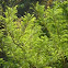 grow on hill slop