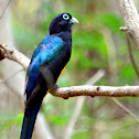 Black-Headed Trogon