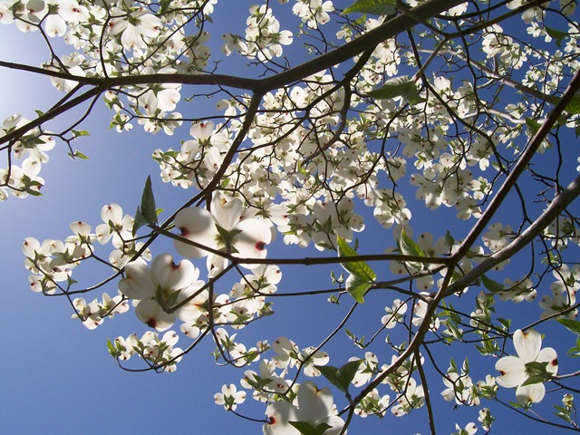 [on parkway dogwoods and spring 2010-04-10 062bl[3].jpg]