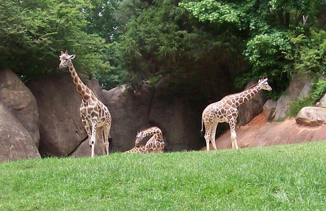 [zoo day104-crpd giraffes[3].jpg]
